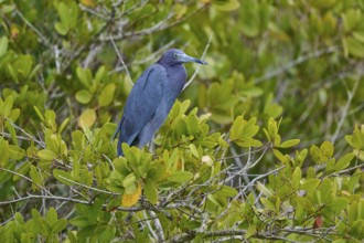 Great Blue Heron (Egretta caerulea), Black Point Wildlife Drive, Titusville, Florida, USA, North