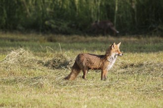 Red fox (Vulpes vulpes) female on a mown meadow, Allgäu, Bavaria, Germany Allgäu, Bavaria, Germany,