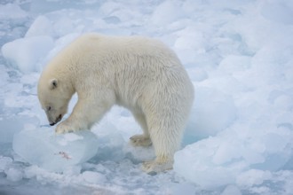 Polar bear (Ursus maritimus) on the pack ice at 82 degrees north, Spitsbergen Island, Svalbard and