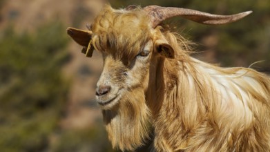 Portrait of a long-haired goat with horns in a natural environment, goat (s), free-range, central