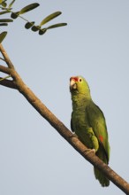 Red-fronted Amazon (Amazona autumnalis), Costa Rica, Central America