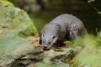 A wet otter stands on a rock covered with leaves in nature, otter (Lutra lutra), Bavarian Forest