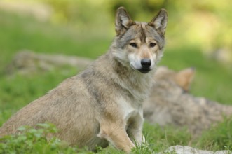 A wolf sits on a green meadow and looks curiously to the side, Timberwolf (Canis lupus lycaon),