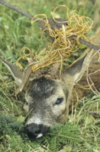 Roe deer (Capreolus capreolus) buck got its antlers caught in a pasture fence and had to be shot by