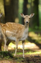 Deer standing attentively in the sunlit forest, fallow deer (Dama dama) Bavarian Forest National