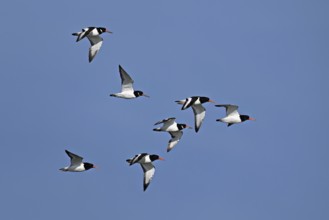 A flock of oystercatchers (Haematopus ostralegus), in flight, Texel, West Frisian Islands, province