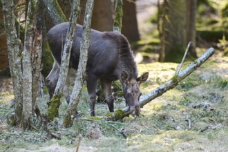 Elk (Alces alces) standing on a meadow on the edge of a forest, Bavaria, Germany, Europe