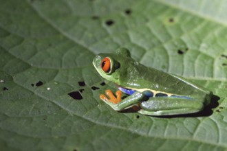 Red-eyed tree frog (Agalychnis callidryas), Costa Rica, Central America