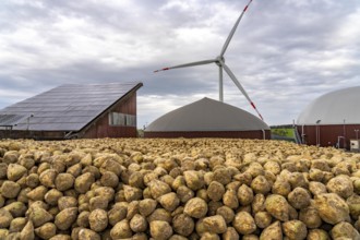 Biogas plant produces gas from various biomass, here the sugar beet storage, the electricity is