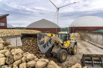 Biogas plant produces gas from various biomass, here the sugar beet storage, the electricity is