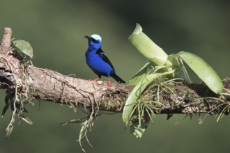 Turquoise Sunbird (Cyanerpes cyaneus), Costa Rica, Central America