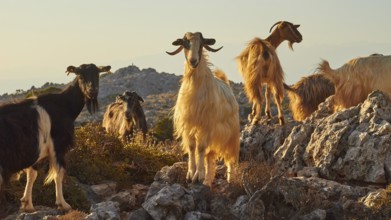 Goats on rocky terrain in the mountains in warm afternoon light, sheep (e) or goat (n), ovis,