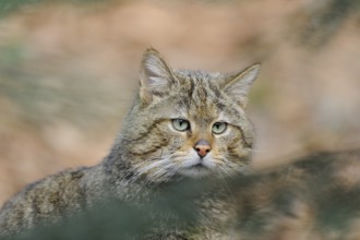 Close-up of the face of a wildcat with an attentive gaze, European wildcat (Felis silvestris),