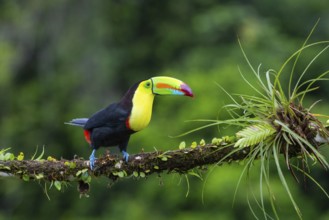 Fishing Toucan (Ramphastos sulfurantus), Toucans (Ramphastidae), Laguna del Lagarto Lodge,