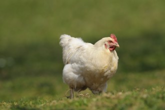 White hen on a meadow in natural surroundings, domestic fowl (Gallus gallus domesticus), Franconia