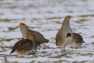 Grey partridge (Perdix perdix), Emsland, Lower Saxony, Germany, Europe