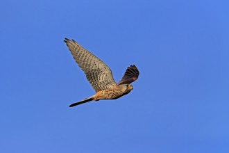 Kestrel (Falco tinnunculus), adult, female, flying, Ellerstadt, Rhineland-Palatinate, Germany,