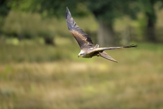 Black Kite (Milvus migrans), adult, flying, in summer, Rhineland-Palatinate, Germany, Europe