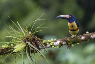 Collared Aracari (Pteroglossus torquatus), Toucans (Ramphastidae), Laguna del Lagarto Lodge,