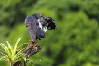 King vulture (Sarcoramphus papa), hen, vulture birds (Aegypiinae), Laguna del Lagarto Lodge,