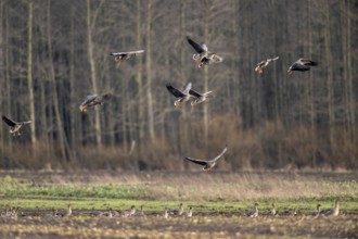 Bean geese (Anser fabalis), flying, Emsland, Lower Saxony, Germany, Europe