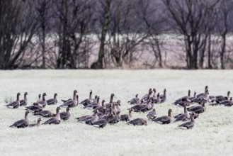 White-fronted geese (Anser albifrons), Emsland, Lower Saxony, Germany, Europe