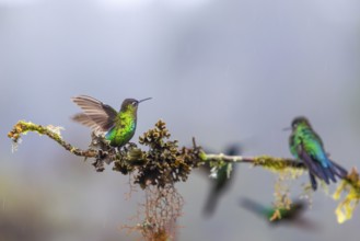 Fire-throated Hummingbird (Panterpe insignis), Hummingbird (Trochilidae), Swiftbirds (Apodiformes),