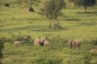 Indian elephants (Elephas maximus indicus) and gaur (Bos gaurus), Khiri Khan, Hua Hin, Kui Buri