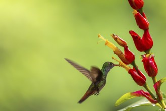 Brown-tailed Amazon (Amazilia tzacatl), Hummingbird (Trochilidae), Swiftbirds (Apodiformes), Laguna