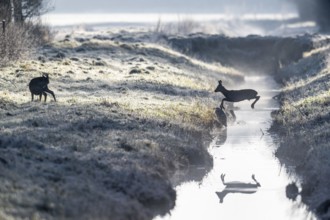 Roe deer (Capreolus capreolus), Emsland, Lower Saxony, Germany, Europe