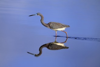 Tricoloured Heron (Egretta tricolor), adult, in the water, foraging, Merritt Island, Black Point