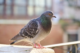 Feral pigeon (Columba livia domestica) on a bridge in venice, Italy, Europe