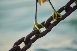 Feet of a Great egret (Ardea alba) standing on a chain, Italy, Europe