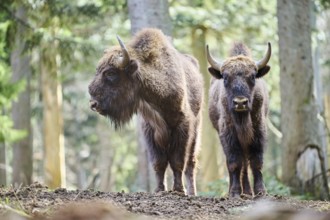 European bison (Bison bonasus) in a forest in spring, Bavarian Forest, Germany, Europe