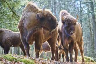 European bison (Bison bonasus) in a forest in spring, Bavarian Forest, Germany, Europe