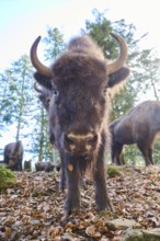 European bison (Bison bonasus) in a forest in spring, Bavarian Forest, Germany, Europe