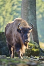 European bison (Bison bonasus) in a forest in spring, Bavarian Forest, Germany, Europe