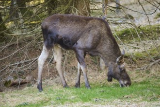 Elk (Alces alces) standing on a meadow on the edge of a forest, Bavaria, Germany, Europe