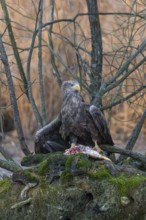 One white-tailed eagle (Haliaeetus albicilla) sitting on a small hammock feeding on a common carp.