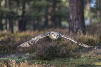 One Siberian Eagle Owl (Bubo bubo sibiricus) flying thru a forest