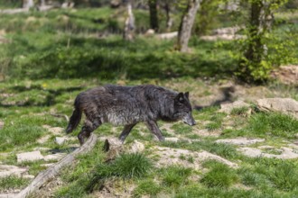 One Timberwolf, Canis lupus lycaon, walking over green grass in an opening of a forest Trees and