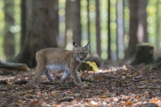 One young Eurasian lynx, (Lynx lynx), walking thru a forest. Green vegetation around him