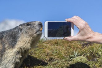 One Alpine Marmot, Marmota marmota, getting filmed or photographed with a smartphone at a very