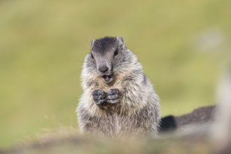 One young Alpine Marmot, Marmota marmota, sitting in green grass, feeding. Frontal portrait. Green