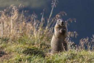 One adult Alpine Marmot, Marmota marmota sitting in front of blooming grass in early morning light