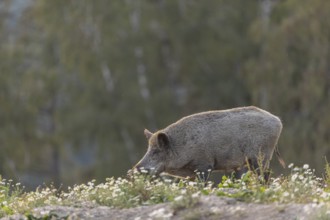 One adult wild boar or wild pig (Sus scrofa) searching for food on a flowering meadow in late