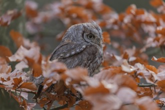 One Eurasian scops owl (Otus scops)sitting on a twig of a beech tree, embedded in brown leafs