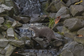 One oriental small-clawed otter or Asian small-clawed otter (Aonyx cinerea), crossing a creek in