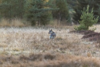 One young male eurasian gray wolf (Canis lupus lupus) running over a meadow with tall grass. A dark