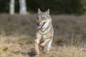 One young male eurasian gray wolf (Canis lupus lupus) running over a meadow with tall grass. A dark